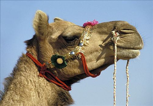 印度,拉贾斯坦邦,特写,顶着,单峰骆驼