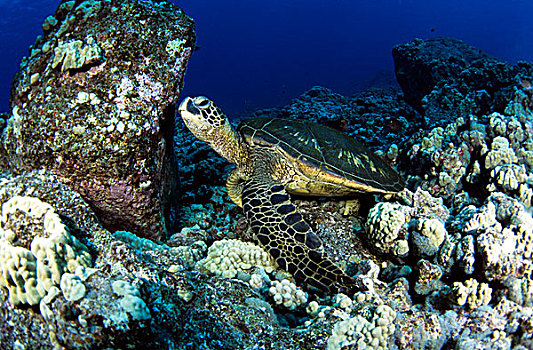 绿海龟,夏威夷