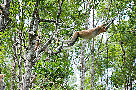 喙,猴子,跳跃,树,沙巴,马来西亚