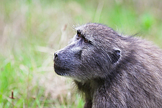 南非大狒狒,豚尾狒狒,林波波河,省,南非