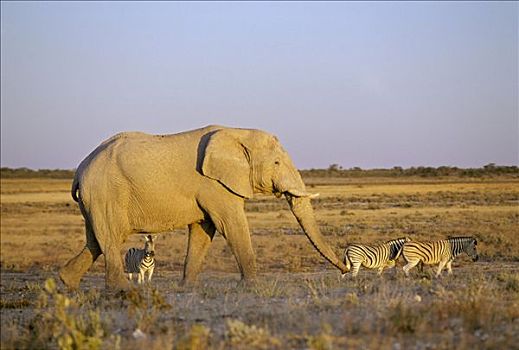 大象,非洲象,晚上,亮光,埃托沙国家公园,纳米比亚