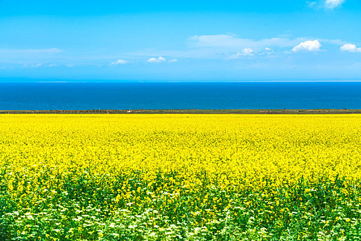 青海省青海湖二郎剑景区青海湖边的油菜花