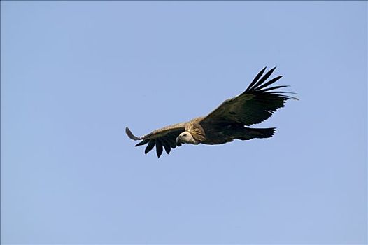 粗毛秃鹫,兀鹫,飞,塞文山脉,国家公园,法国