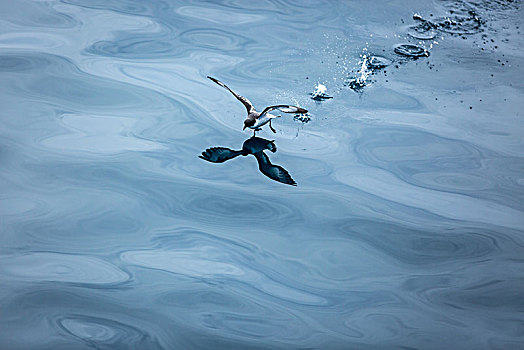 海鸥,点水