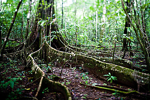 根部,雨林,哥斯达黎加