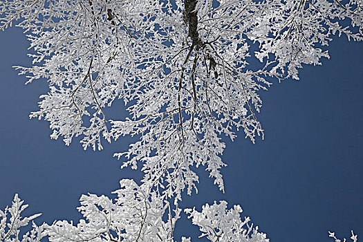 树,积雪,蓝天