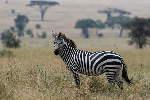 平原斑马,马,斑马,塞伦盖蒂国家公园,坦桑尼亚