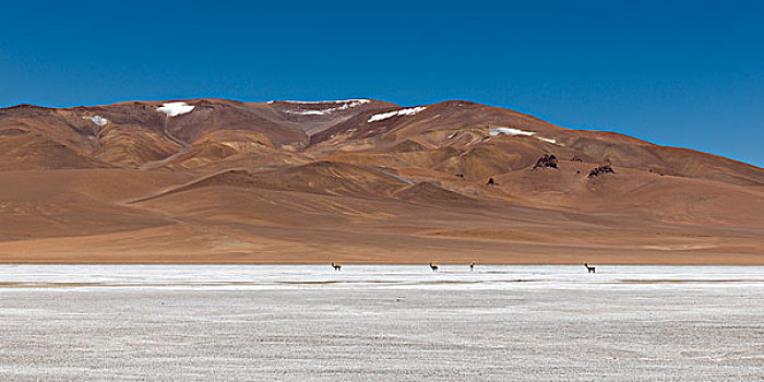 风景,盐湖,阿塔卡马沙漠,佩特罗,省,安托法加斯塔大区,智利