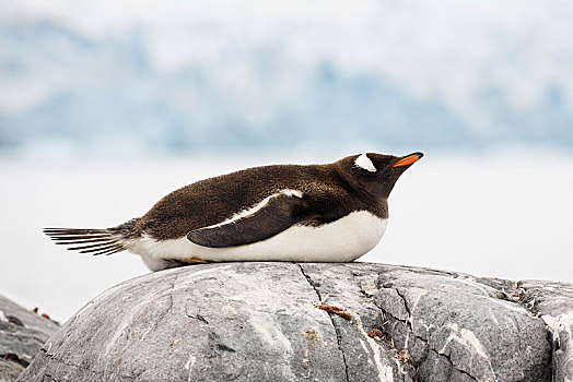 巴布亚企鹅,睡觉,南极半岛,南极