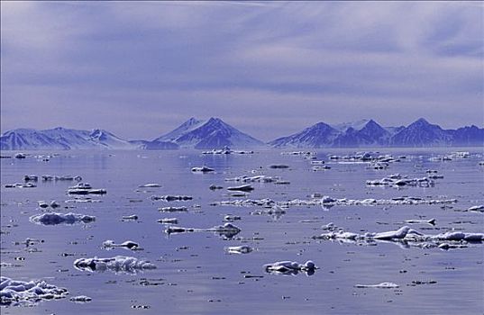 碎片,浮冰,漂浮,北海岸,斯匹次卑尔根岛