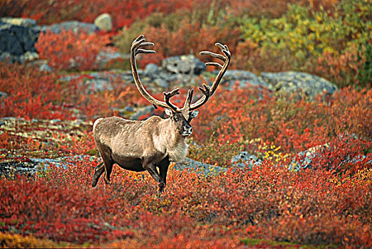 秋天,苔原,驯鹿属,靠近,白鲑,湖,加拿大