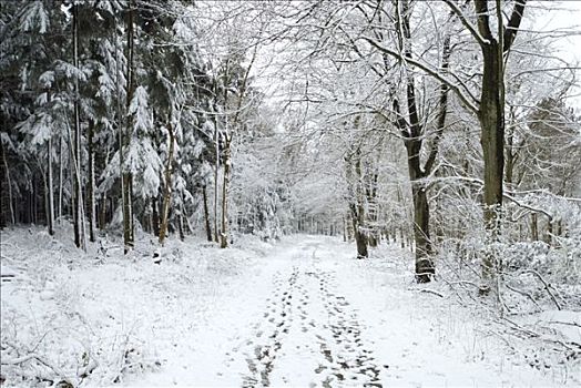 雪,树,汉普郡