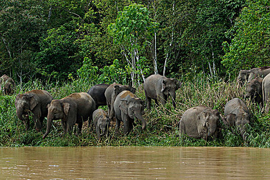 婆罗洲,俾格米人,大象,象属,牧群,吃草,京那巴丹岸河,马来西亚