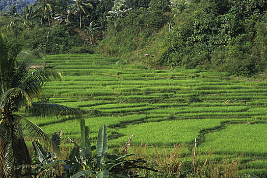 亚洲,印度尼西亚,苏门答腊岛,靠近,稻田