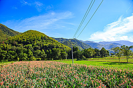 田园,湿地,花,生态,植物,章水镇