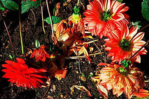 红色,大丽花,破损,茎,衰败,花瓣,地面,北安普敦郡,英国