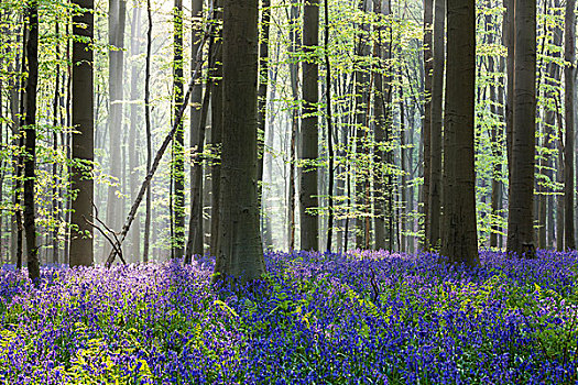 欧洲山毛榉,树林,野风信子,蓝铃花,逆光,春天,布鲁塞尔,比利时
