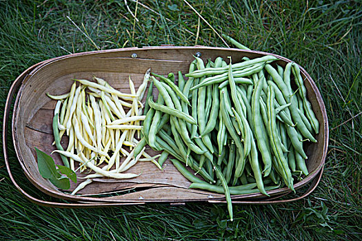 品种,豆,木质,浅底篮