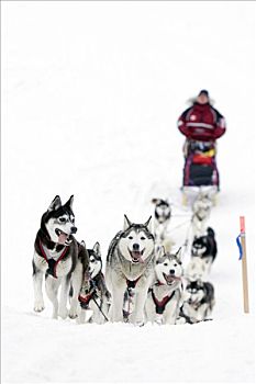 克伦邦,西伯利亚,哈士奇犬,团队,向上,堤岸,河,2008年