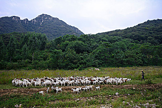 山坡牧羊