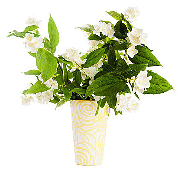 花,茉莉属,花瓶,隔绝,白色背景