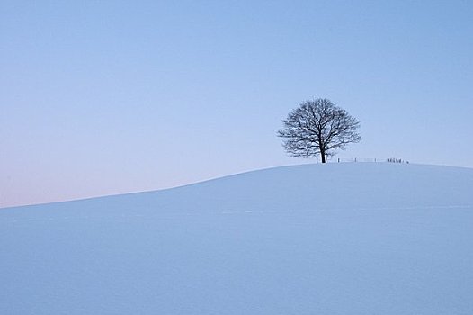 树,雪,山
