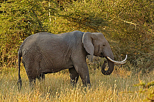 非洲象,弯曲,国家公园,坦桑尼亚