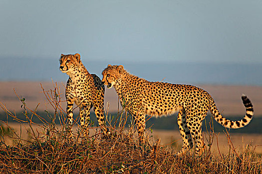 印度豹,马赛马拉,肯尼亚,非洲