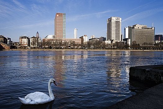 天鹅,河,城市,法兰克福,黑森州,德国