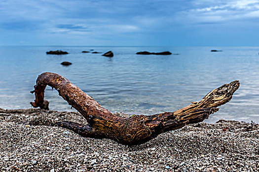 浮木,海滩