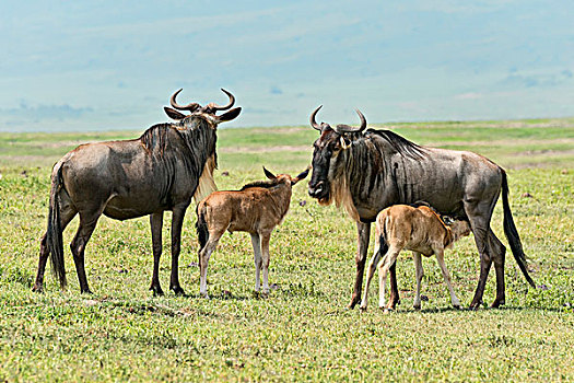 蓝角马,母牛,幼兽,恩戈罗恩戈罗火山口,坦桑尼亚,非洲