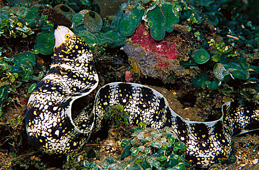 海鳗,所罗门群岛