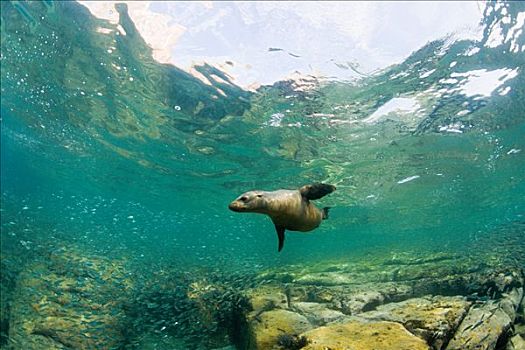 加州海狮