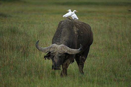 非洲水牛,南非水牛,两个,苍鹭,纳库鲁湖