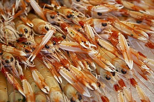 挪威海蛰虾,碎冰