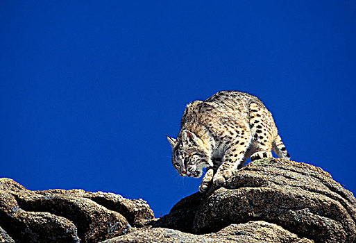 美国山猫,短尾猫,岩石上,加拿大