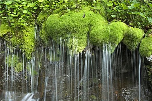 瀑布,苔藓,仙纳度国家公园,弗吉尼亚,美国