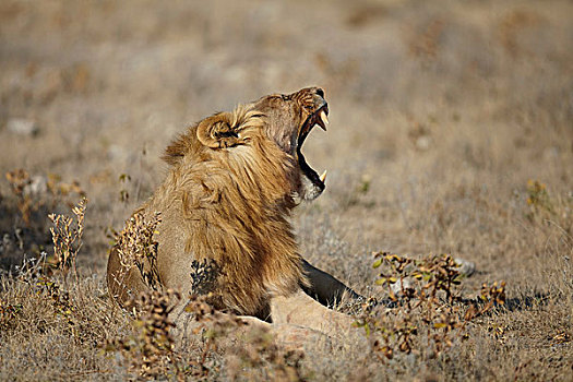 狮子,卧,张嘴,干燥,朴素,纳米比亚,非洲