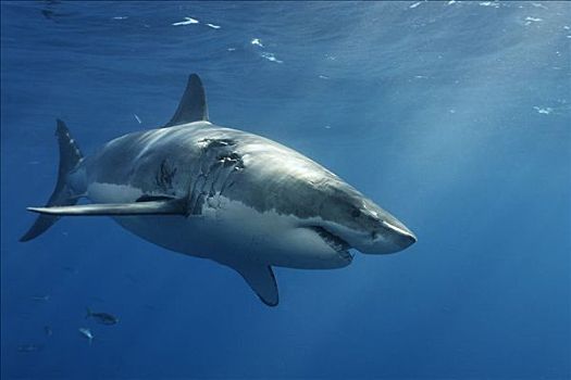 大白鲨,沙鲨属,瓜德罗普岛,墨西哥,太平洋,北美