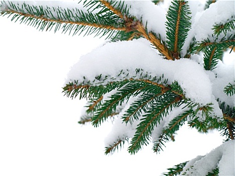 冷杉,枝条,遮盖,雪,白色背景,背景