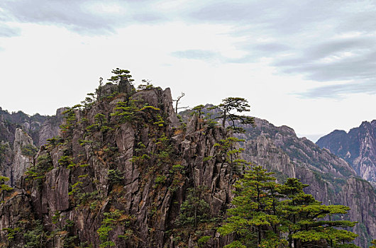 黄山松树