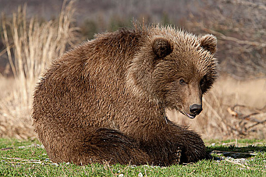 大灰熊,棕熊,幼兽,卡特麦国家公园,阿拉斯加