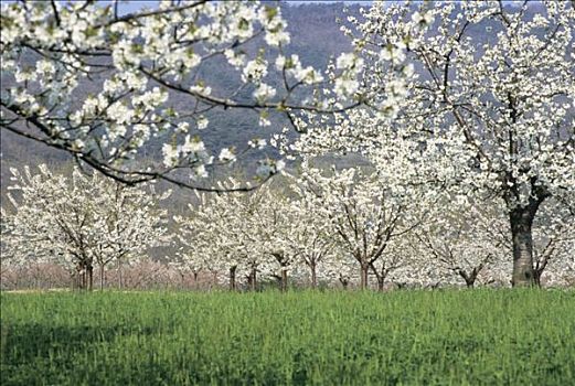 法国,花,樱桃树