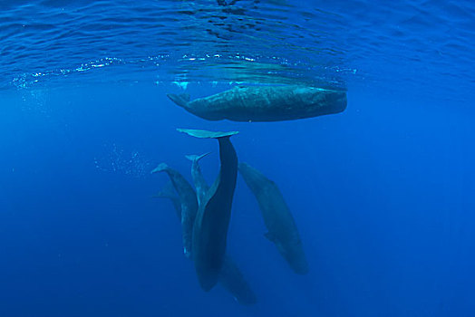 抹香鲸,群,加勒比海,多米尼克