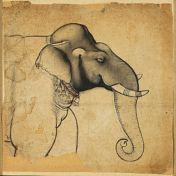 头部,大象,艺术家,未知