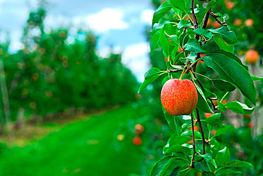 红色,成熟,苹果,苹果树,枝条,果园