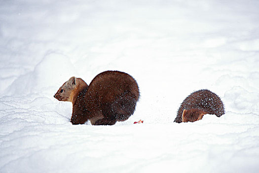 雪地中打斗的两只长白山野生紫貂