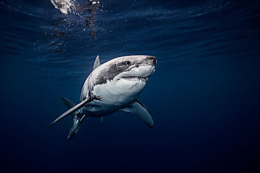 水下视角,大白鲨,游动,蓝色海洋,锡纳罗亚州,墨西哥