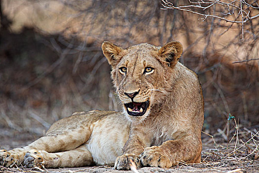 狮子,津巴布韦,非洲