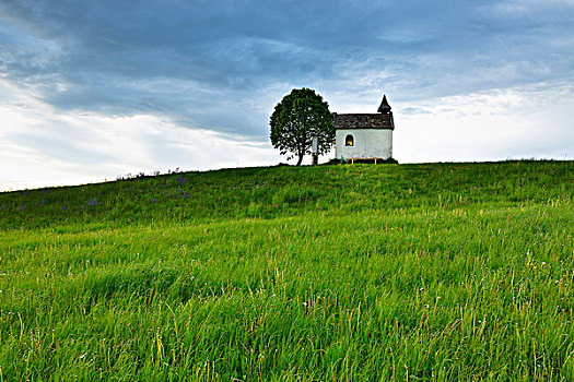 小,小教堂,树,上巴伐利亚,巴伐利亚,德国
